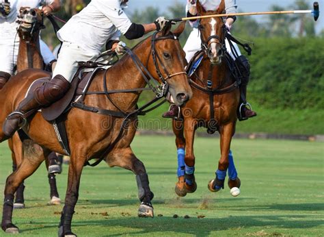 Horse Polo Players are Competing Stock Photo - Image of boots, player: 110652828