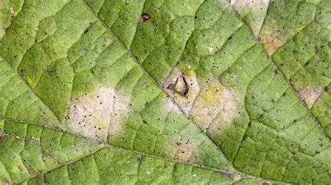 How to Plant, Grow, and Care for Hazelnut Tree (Complete Guide)