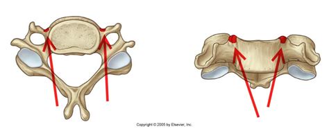 Level 6 - Durham University Medicine (Year One), - Memrise