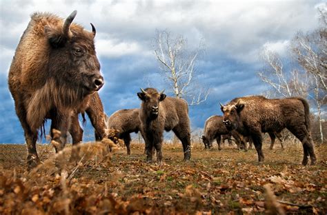 Manada De Bisontes · Fotos de stock gratuitas