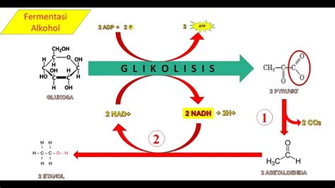 Respirasi Anaerobik: Fermentasi Alkohol dan Farmentasi Asam Laktat - Tips Petani