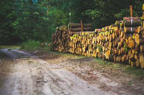 The road through the forest · Free Stock Photo