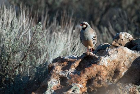 Chukar populations down in Utah after two-year explosion - The Salt Lake Tribune