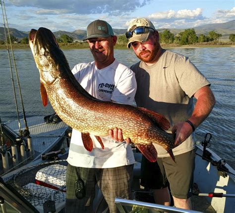 Townsend angler catches 34-pound northern pike in Canyon Ferry | Fishing | mtstandard.com