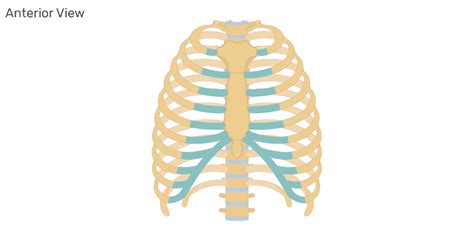 Thoracic Cavity Blank Diagram