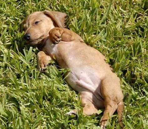 Baby weiner dog | I love weiner dogs! | Pinterest