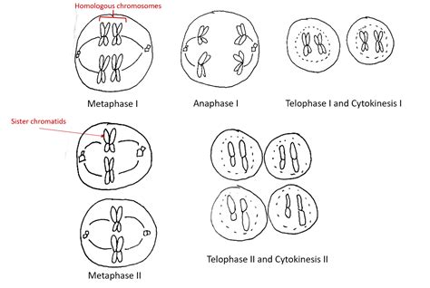 [Solved] In the diploid cell shown here, n=2 and 2n = 4. This cell is... | Course Hero