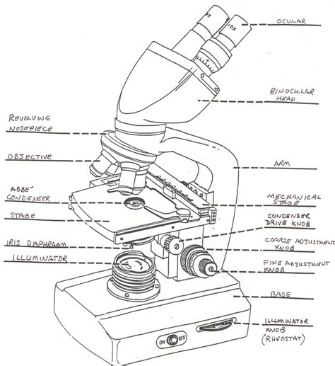 Compound Light Microscope Drawing at GetDrawings | Free download