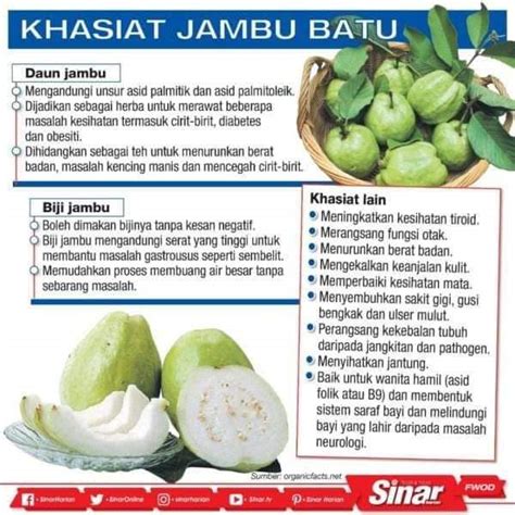 Penawar Asma: Khasiat Buah Jambu Batu.