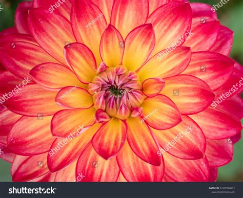 4,439,633 Flowers Close Ups Images, Stock Photos & Vectors | Shutterstock