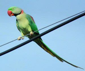 Alexandrine Parrot Facts, Behavior as Pets, Price, Pictures