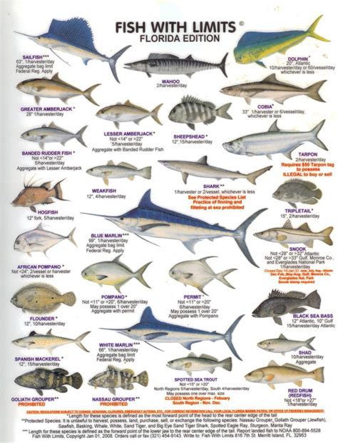 Found on Bing from quazoo.com | Saltwater fishing, Florida fish, Fish chart