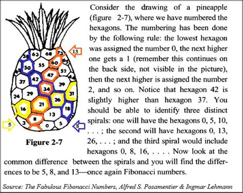 15 best Fibonacci Numbers images on Pinterest | Fibonacci spiral ...