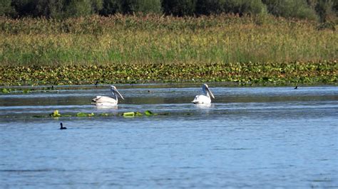 Lake Skadar | Birdingplaces