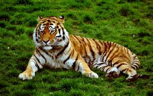 File:Siberian Tiger at Colchester Zoo, UK. (5755163592).jpg - Wikimedia ...