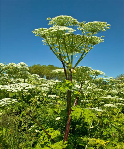 The UK is being gripped by a Giant Hogweed infestation | Gardeningetc