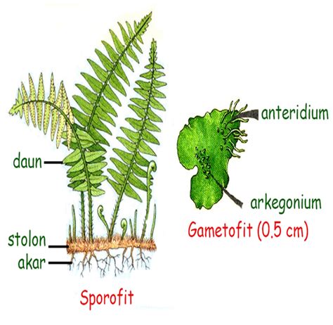 BIOLOGY: Life Cycle of Pteridophyta