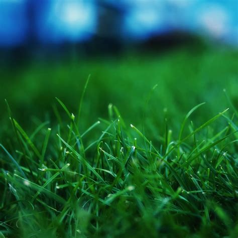 Grass Closeups iPad Air Wallpapers Free Download