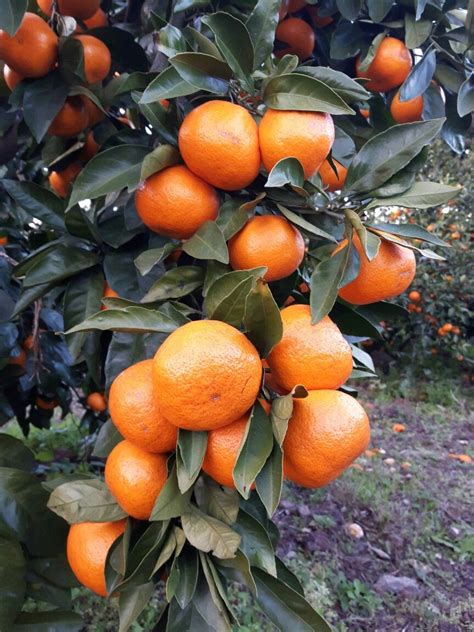 Jeju mandarin oranges ~ | Jeju island, Jeju, Oranges