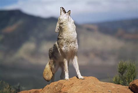 ¡AL DESCUBIERTO! 10 Secretos Impensables de los Coyotes