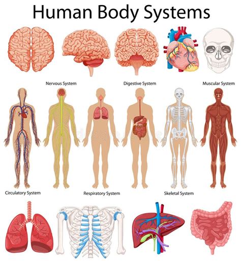 Diagram Showing Human Body Systems Stock Vector - Illustration of ...