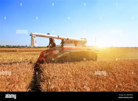 Harvester machine is harvesting ripe rice Stock Photo - Alamy