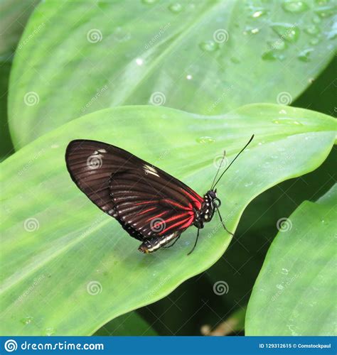 Red, Black, White Butterfly on Green Leaf. Stock Image - Image of closeup, white: 129312615