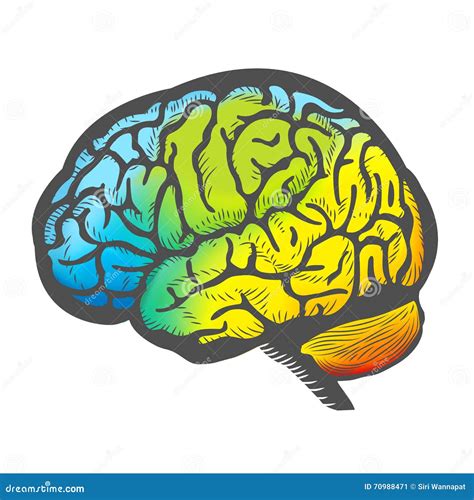 Hand Draw Colorful Brain stock illustration. Illustration of creative - 70988471