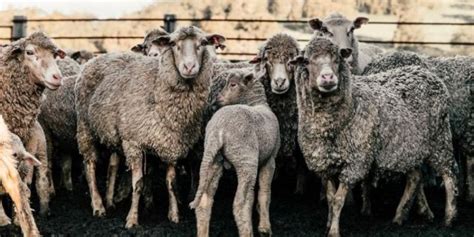 What is Mulesing? And Why You Should Care About It - Merino Wool Gear