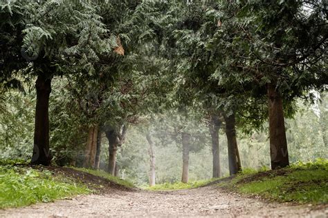 pathway in the misty pine forest 3544910 Stock Photo at Vecteezy