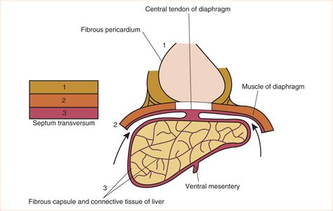 The Body Cavity and Wall | Anesthesia Key