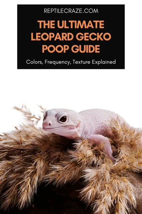 The Ultimate Leopard Gecko Poop Guide - Reptile Craze