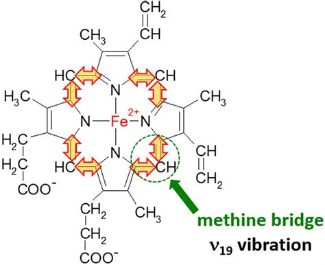 The vibration of methine bridge (band ν19 at 1585 cm⁻¹). | Download ...