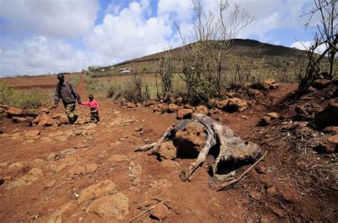 World Bank teases new direction of East Africa, Sahel drought response | Devex