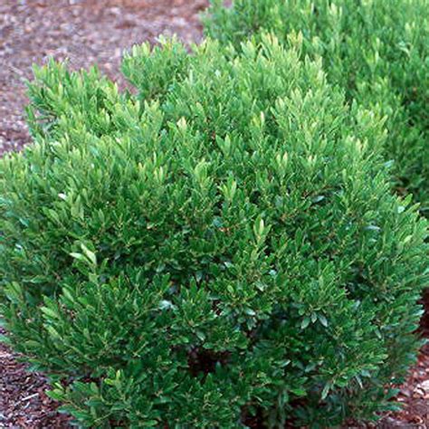 Ilex glabra 'Gem Box' - Horsford Gardens and Nursery