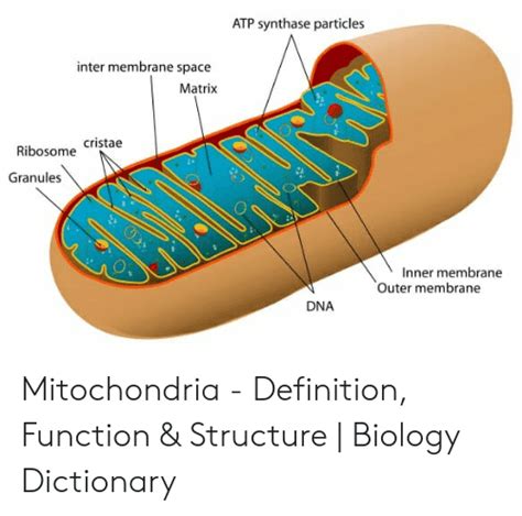 Mitochondrial Myopathy - Symptoms, Causes & 03 Risk Factors