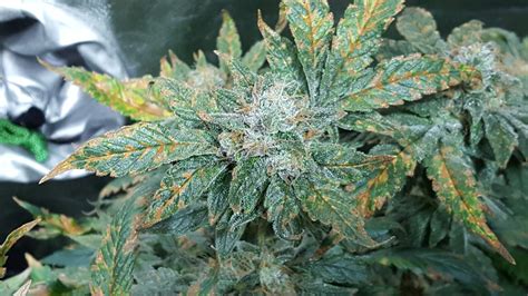 Barney's Farm Critical Kush grow diary (journal) week11 by Cultus - GrowDiaries