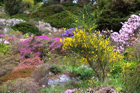 How to Grow and Care for Broom Plants