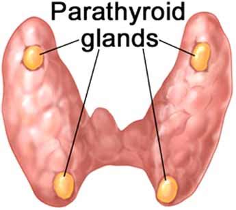 parathyroid gland – Thyroid Endocrine