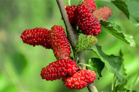 How to Grow and Care for Mulberry Tree