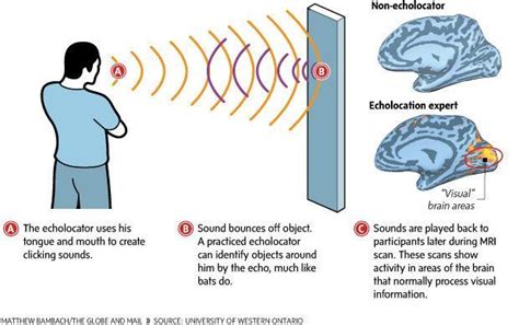 Human Echolocation: How The Blind Can "See"