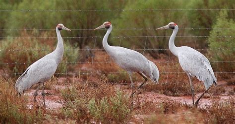 15 Types of Crane Bird Species in 2024 (With Pictures) - Optics Mag