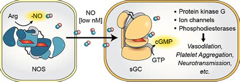 Soluble Guanylate Cyclase | marletta-laboratory