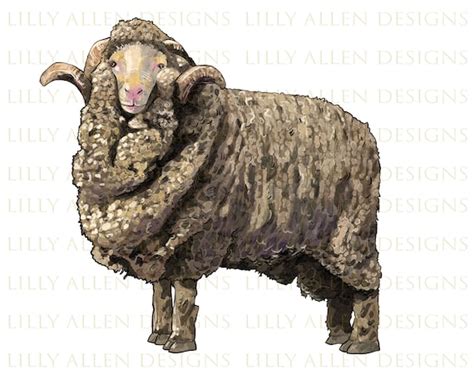 Merino Wool Sheep Png Hand Drawn Merino Ram Png Merino Sheep - Etsy