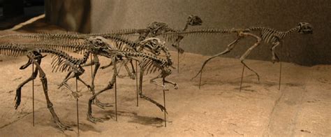 Othnielia Pictures & Facts - The Dinosaur Database