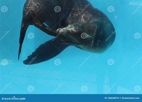 Sea lion biting its tail stock image. Image of swims - 106648973