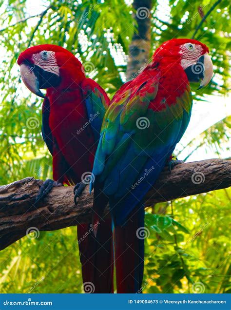 Beautiful Colorful Parrot and Macaw Bird in the Nature Tropical Zoo Stock Image - Image of ...