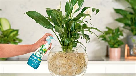 14 Best Liquid Fertilizer For Indoor Plants for 2023 | Storables