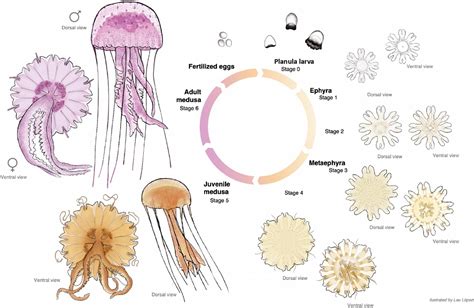 Frontiers | Cnidome and Morphological Features of Pelagia noctiluca ...