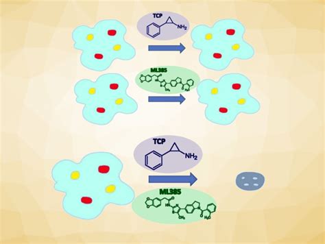 Synergistic Effects for Cancer Therapy - ChemistryViews